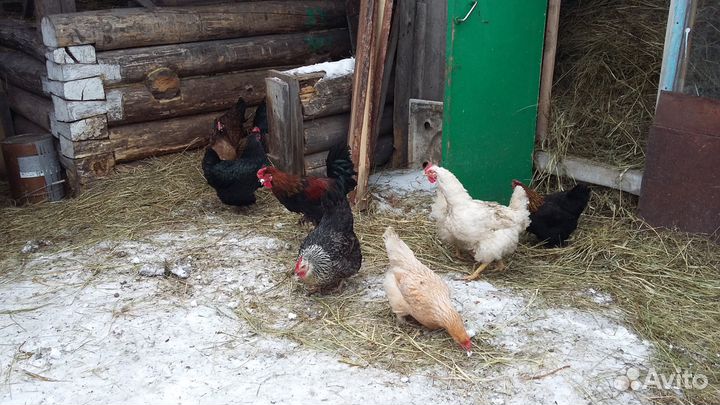 Цыплята кур несушек