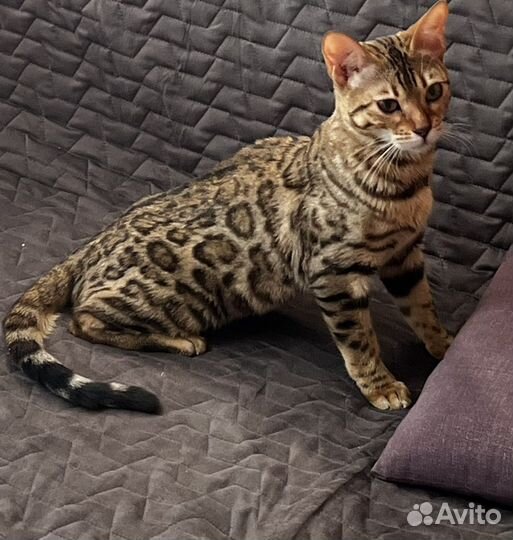 Бенгальская кошка в добрые руки
