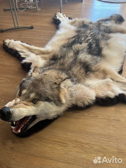 Шкура волка