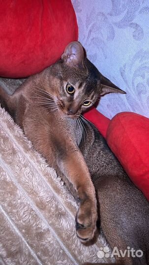 Абесинский кот вязка
