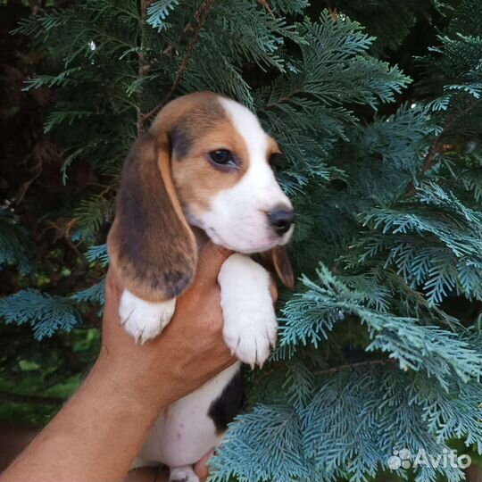 Щенки бигль