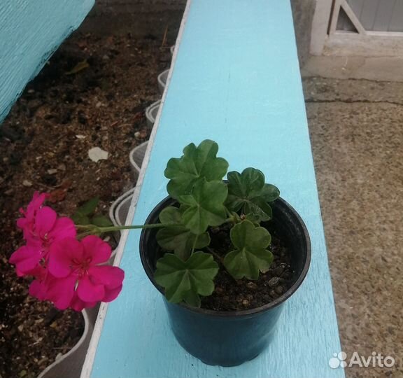 Герань пеларгония плющелистная ампельная