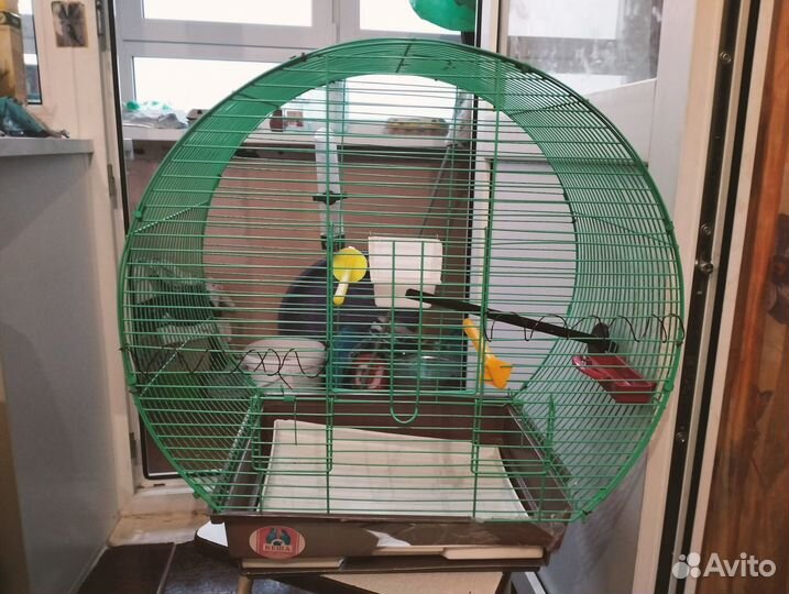 Волнистый попугай с клеткой