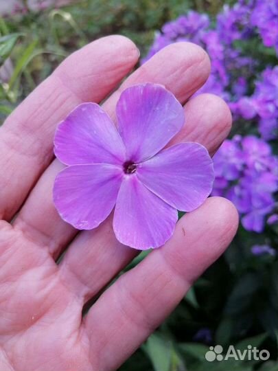 Флокс Игорь Тальков и др, гортензия, ромашка