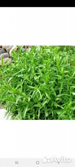 Мята, мелиса, душица, тархун, чабрец