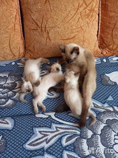 Кошки