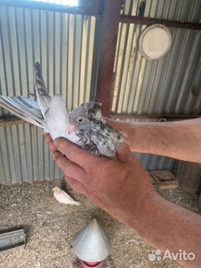 Голуби разных пород