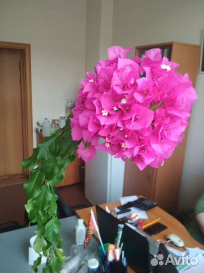 Бугенвилия