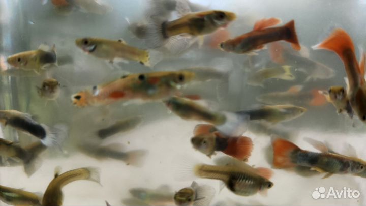 Живая рыба
