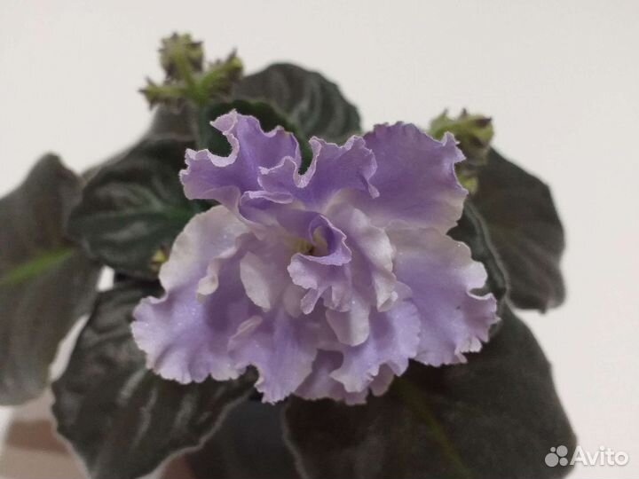 Фиалка пт-Небесный Шатер