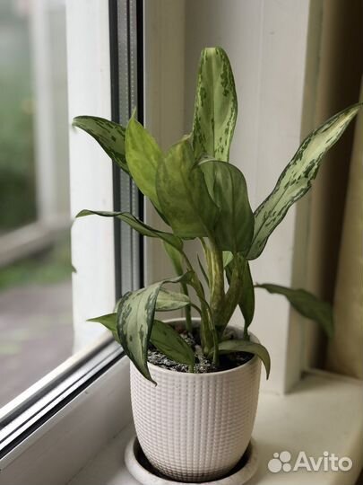 Комнатные цветы