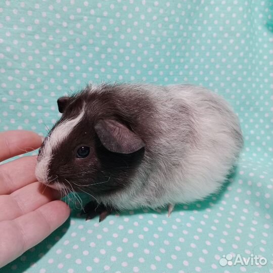 Морские свинки