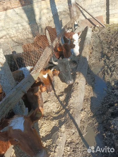 Овци бараны