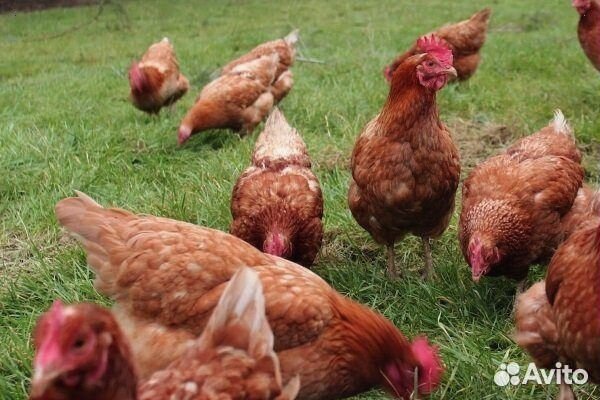 Куры Несушки с доставкой с доставкой