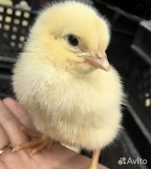 Цыплята бройлеры суточные
