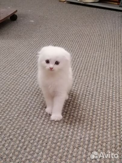 Веслоухая кошка