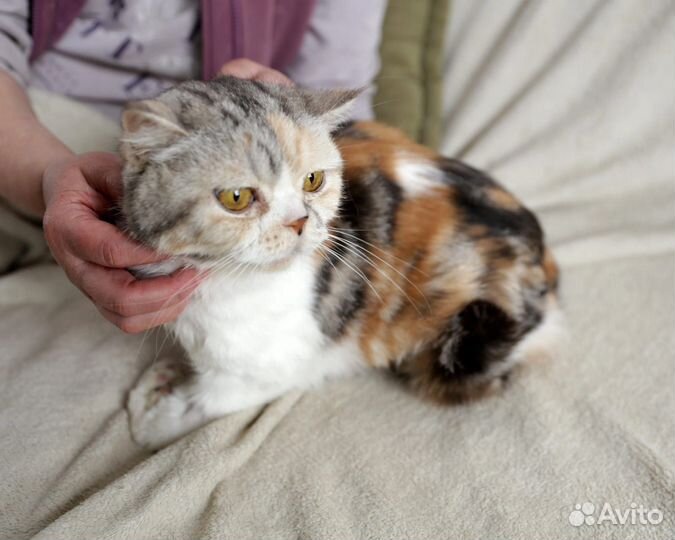 Британская кошка в дар