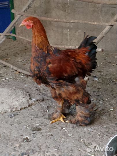 Петухи на племя
