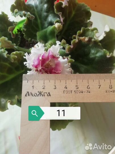 Фиалки в цвете