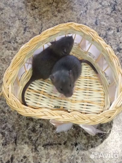 Крысята агути, хаски дамбо тикированные