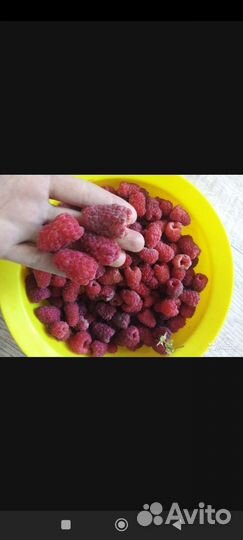 Малина Гордость России