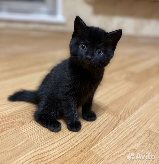 Котята
