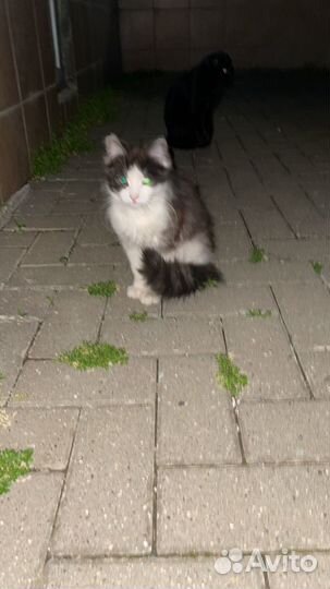 Котята в добрые руки бесплатно