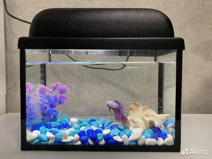 Аквариум 5 л с петушком