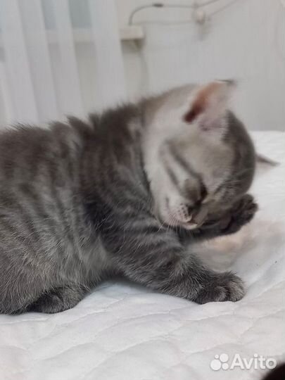 Шотладский котенок
