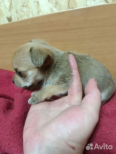 Крошкин