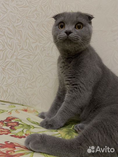 Вислоухий кот