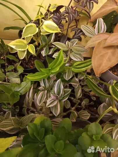 Комнатные растения