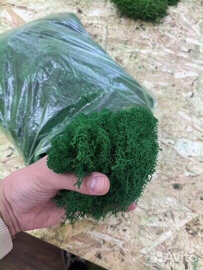 Стабилизированный мох ягель производитель