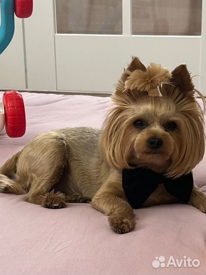 Йоркширский терьер вязка мальчик