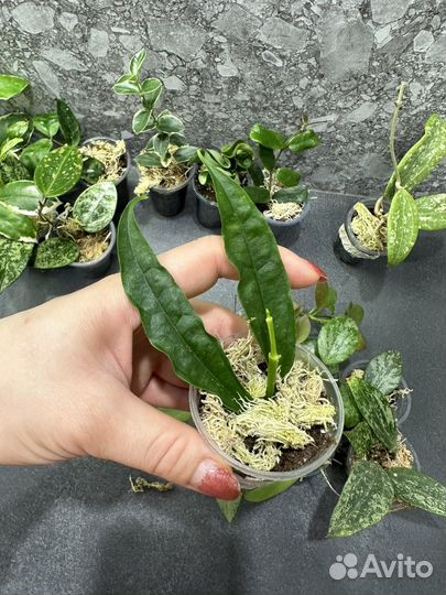 Хойя,hoya часть 4