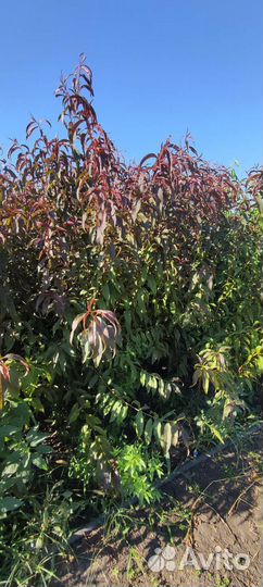 Продам саженцы в ассортименте