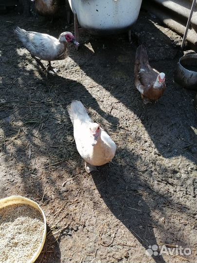 Индоутята тяжёлой линии разных возрастов