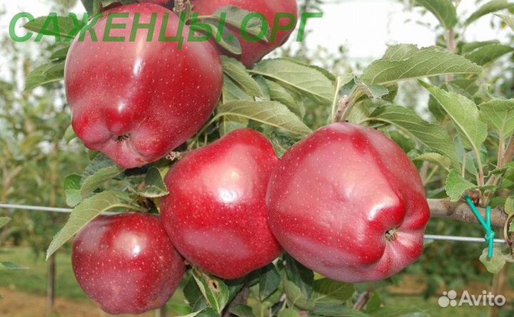 Саженцы плодовые, декоративные, кустарники