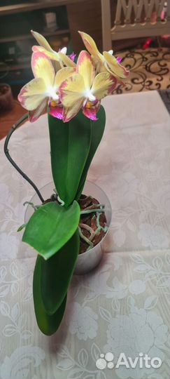 Орхидея фаленопсис Папагайо (Papagayo)