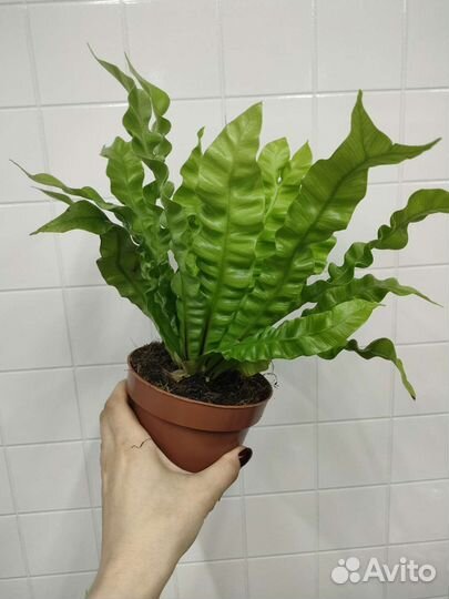 Папоротник асплениум