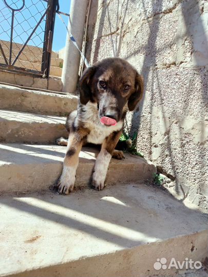 Стерилизованая девочка щенок