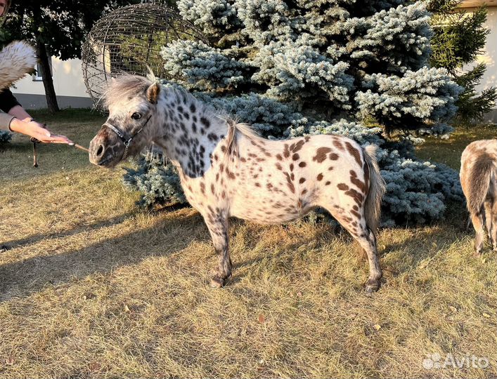 Две микро-мини пони аппалуза кобылки (мини-лошадь)