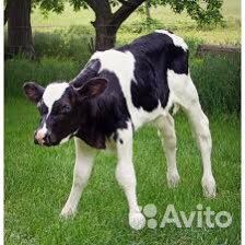 Продаются бычки черно-пестрые