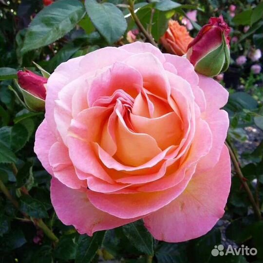 Саженцы роз