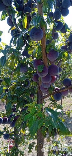 Слива анжелина черная