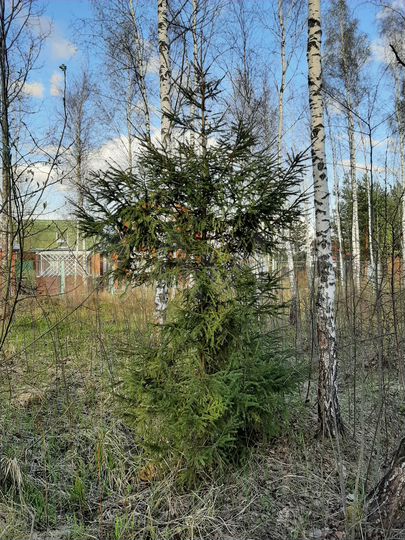 Участок 10 сот. (СНТ, ДНП)