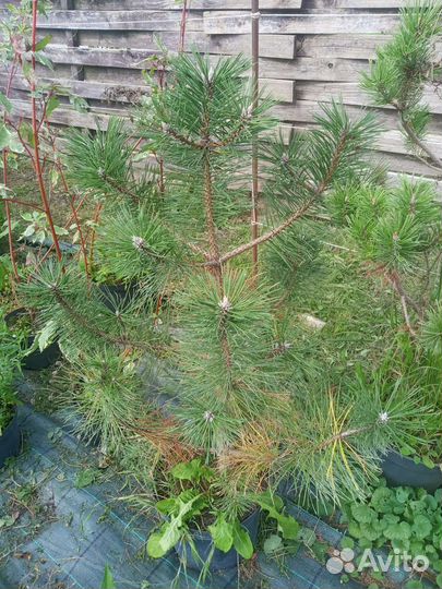 Сосна горная Муго, Пумилио, сосна крымская, черная