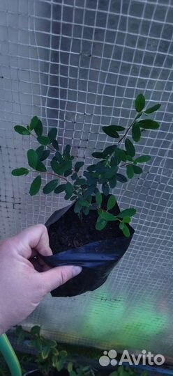 Спирея ниппонская