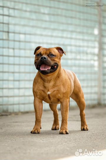 Стаффордширский бультерьер щенок