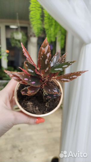 Бегонии сортовые